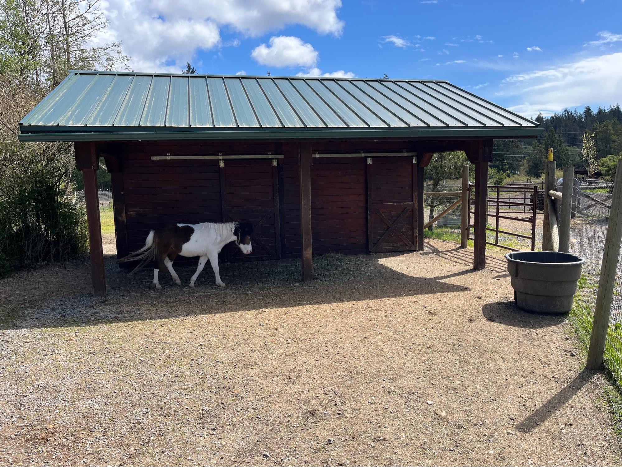 Horses at Offshore Equine